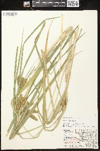 Carex comosa image