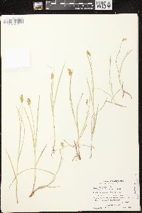 Carex crawfordii image