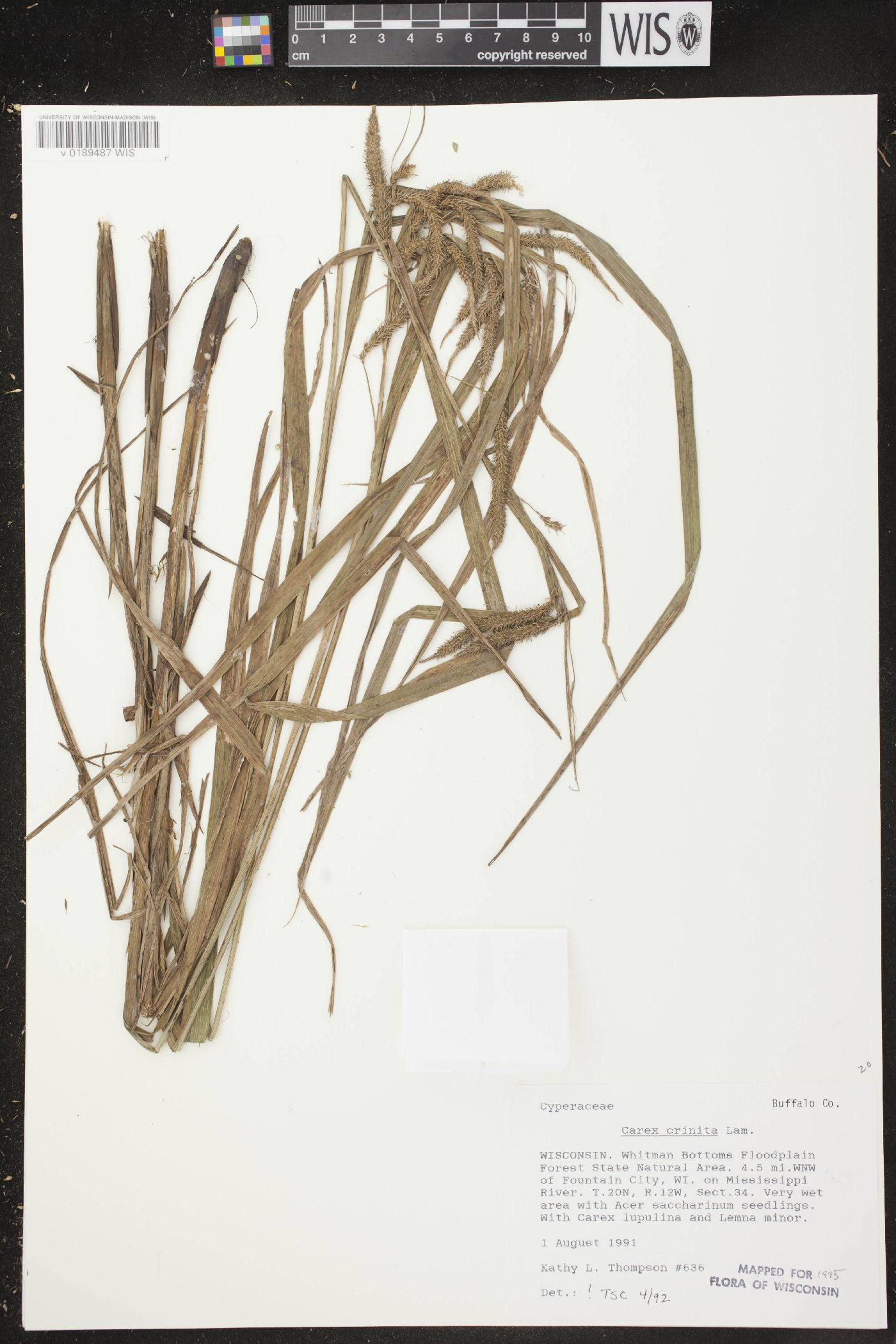 Carex crinita var. crinita image