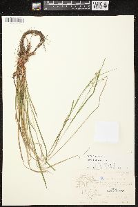 Carex debilis var. rudgei image