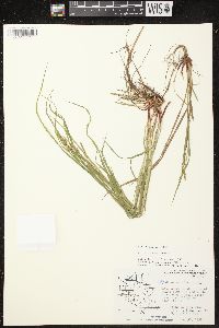 Carex debilis var. rudgei image