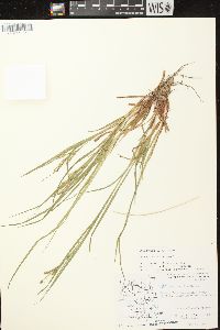 Carex debilis var. rudgei image