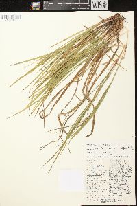 Carex debilis var. rudgei image