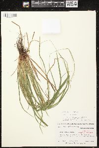 Carex debilis var. rudgei image