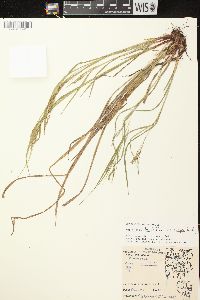 Carex debilis var. rudgei image
