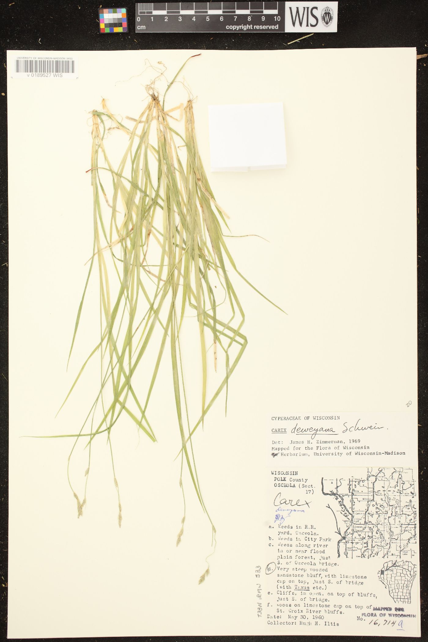 Carex deweyana var. deweyana image