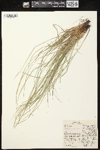 Carex jamesii image