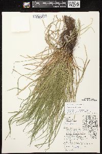 Carex jamesii image