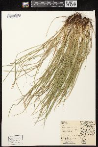 Carex jamesii image