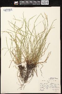 Carex jamesii image