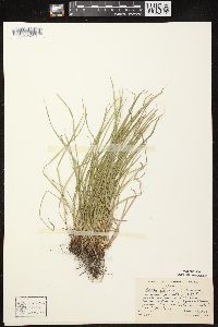 Carex jamesii image