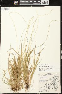 Carex deweyana image