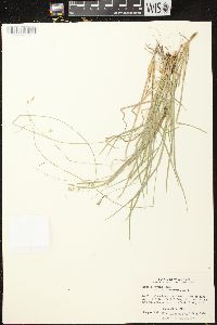 Carex deweyana var. deweyana image