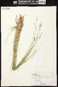 Carex echinata image