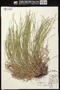 Carex jamesii image