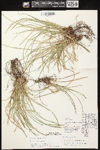 Carex jamesii image