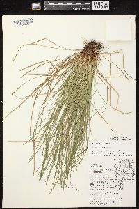 Carex jamesii image