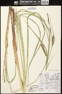 Carex lacustris image