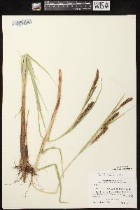 Carex lacustris image