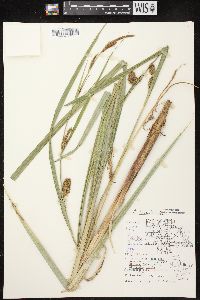 Carex lacustris image