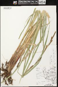 Carex lacustris image