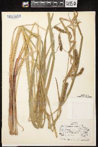 Carex lacustris image