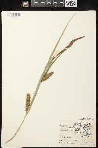 Carex lacustris image