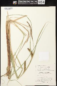 Carex lacustris image