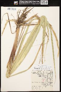 Carex lacustris image