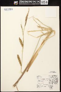 Carex lacustris image