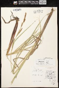 Carex lacustris image