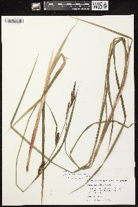 Carex lacustris image