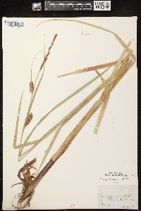 Carex lacustris image