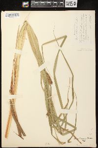 Carex lacustris image