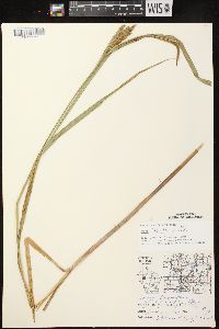 Carex lacustris image