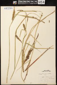 Carex lacustris image