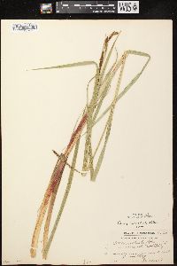 Carex lacustris image