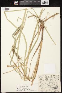 Carex lacustris image