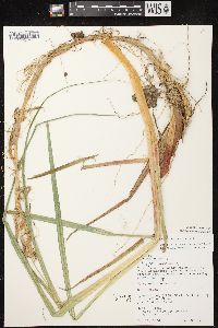 Carex lacustris image