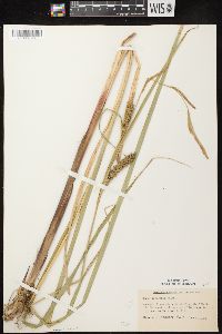 Carex lacustris image