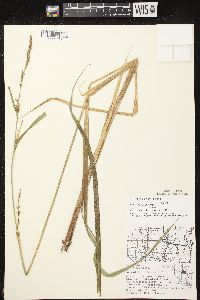 Carex lacustris image