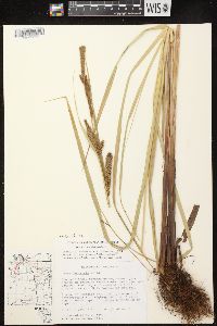 Carex lacustris image