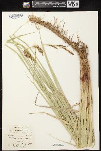 Carex lacustris image