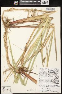 Carex lacustris image