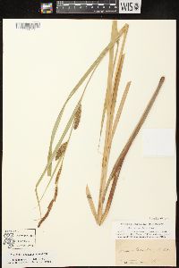 Carex lacustris image