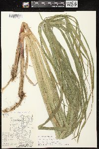 Carex lacustris image