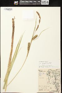 Carex lacustris image