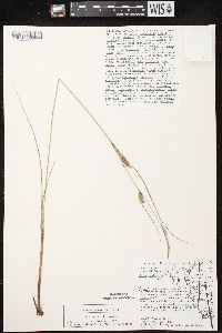 Carex lasiocarpa image