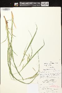 Carex gynandra image