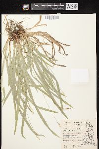 Carex hirtifolia image